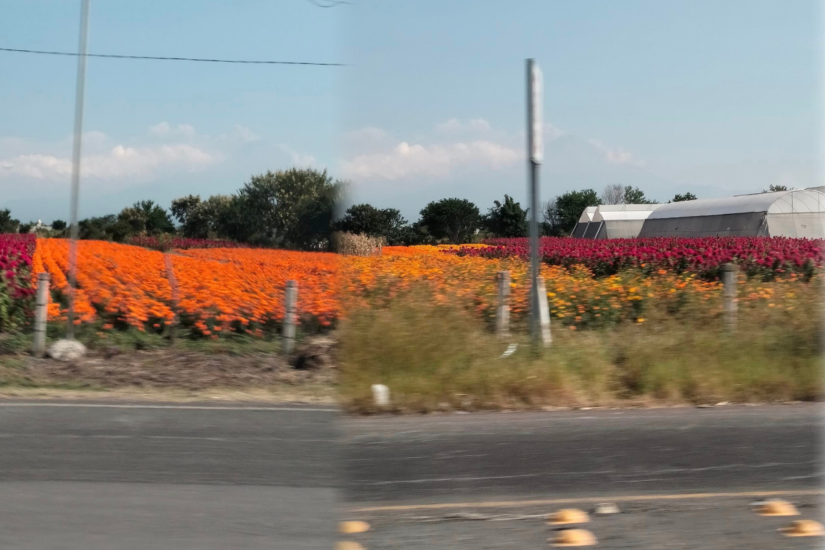 Nada más hermoso que estos campos de flores que anuncian la llegada de nuestros queridos difuntos.

¡Se vale compartir sus fotos del paisaje en esta temporada!