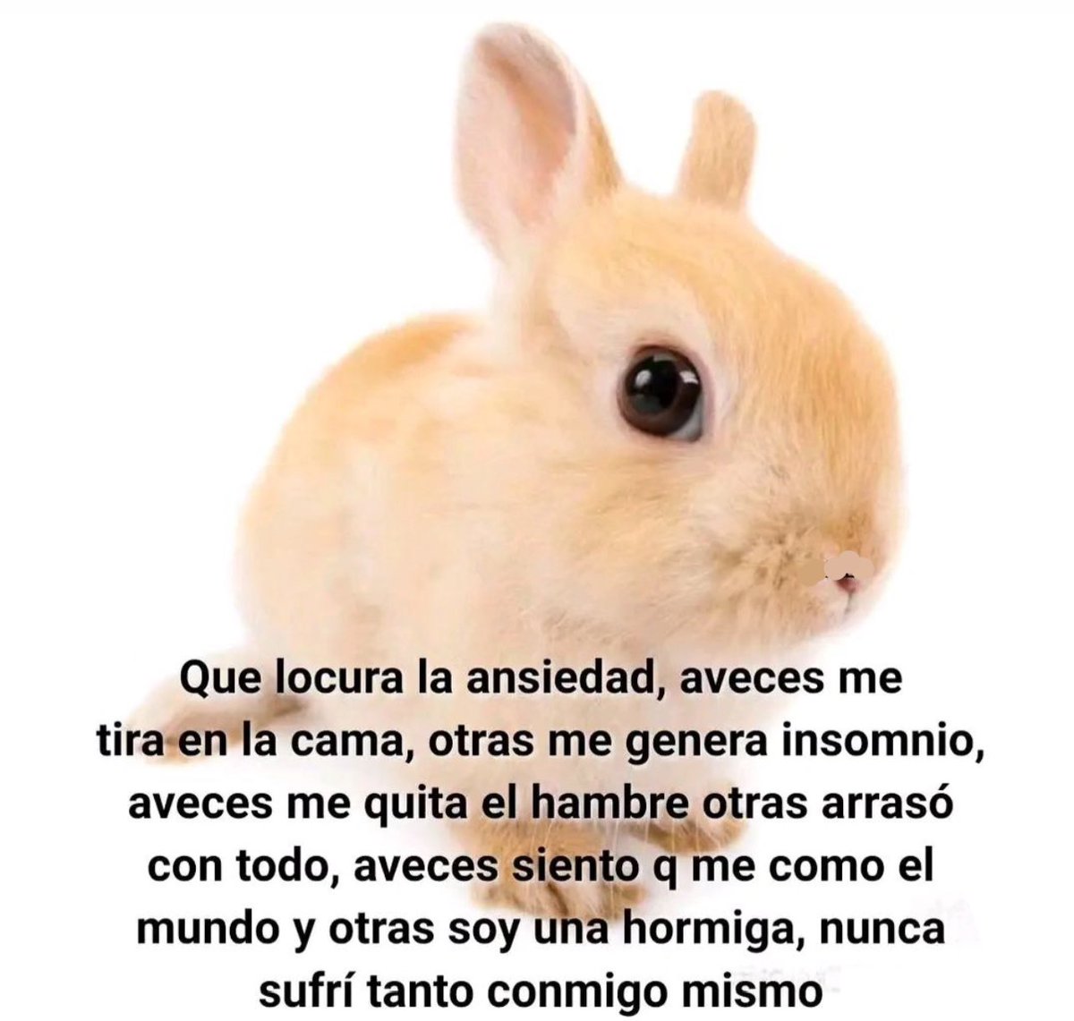 conoloracigarro's tweet photo. qué locura la ansiedad 🐇 https://t.co/hLXSStUQl3