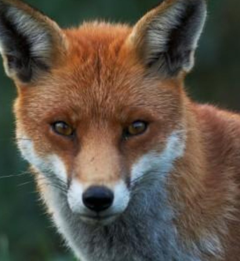 Rob Taylor QPM Wales Wildlife & Rural tweet media