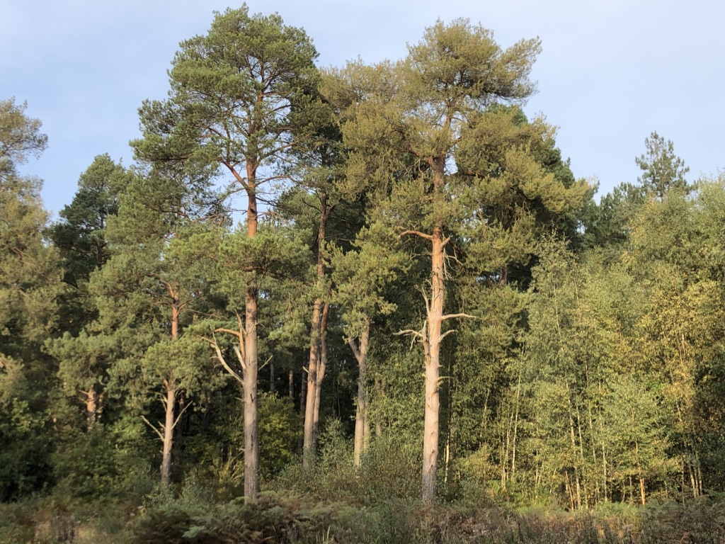 Yes this is #RockinghamForest!
It's name is Wakerley GREAT Wood and it certainly was this afternoon.
Come and explore it with us on Saturday 2 December
rockinghamforest.org.uk/events