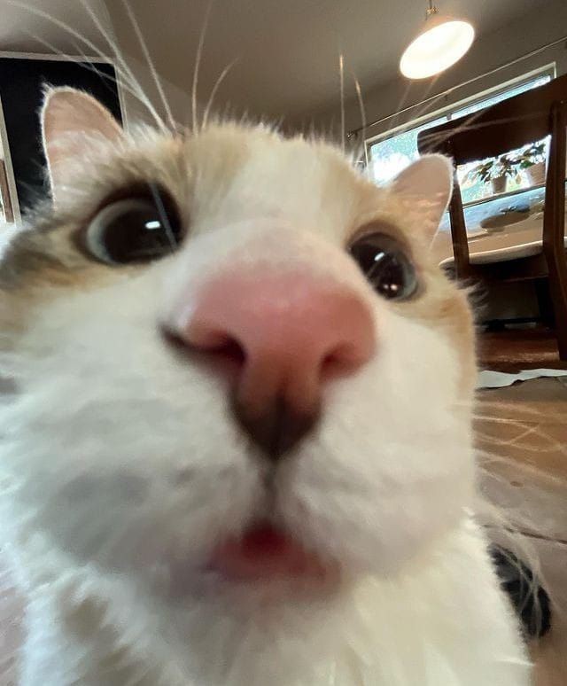 ☆ (@carreracats) on Twitter photo 