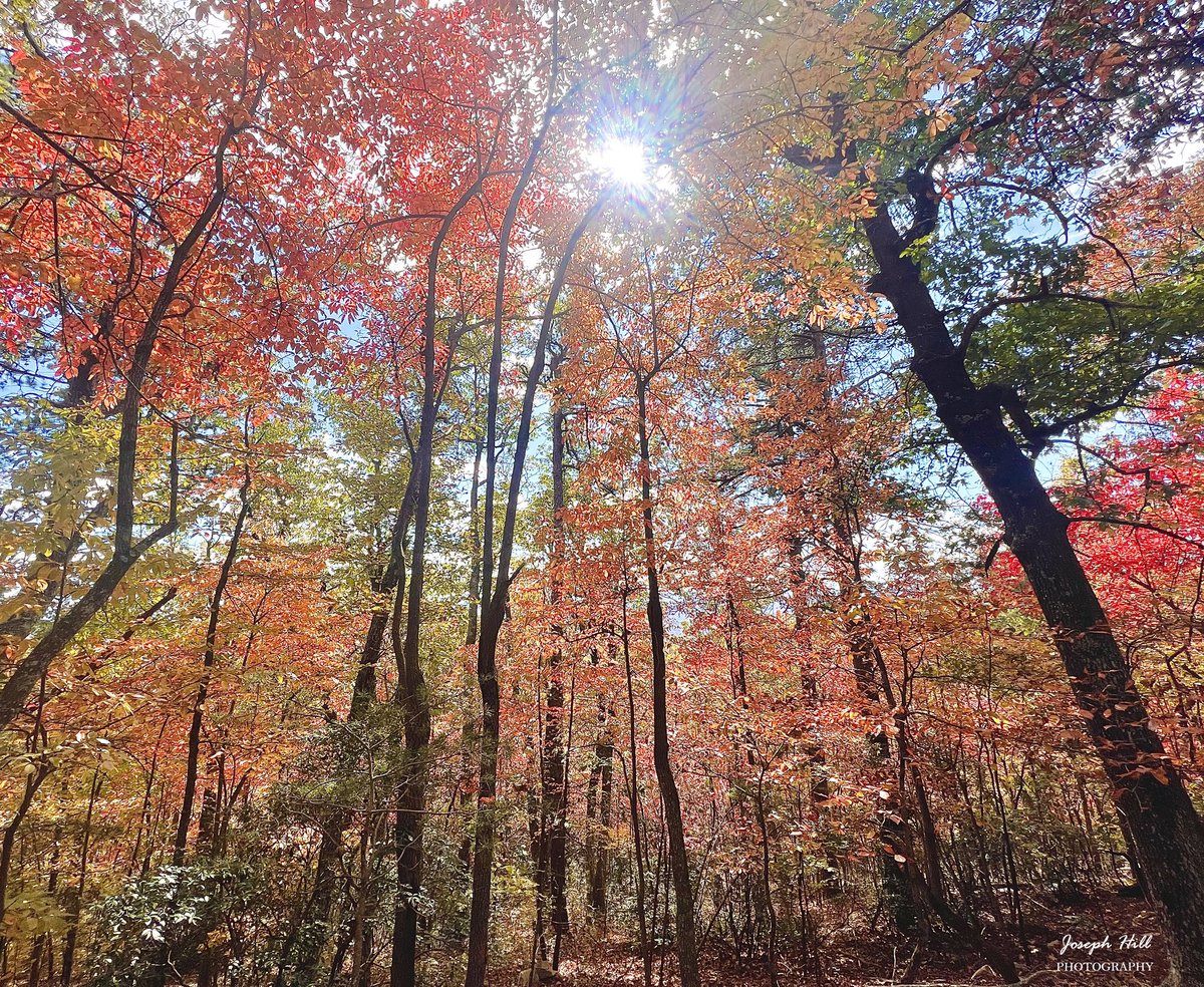 JosephHill3794's tweet photo. Autumn Sunlight☀️🍁
Photo By: Joseph Hill🙂📸☀️🍁
#Sunlight #autumnsunlight #Autumn #autumntrees #trees #leaves #autumnleaves #autumncolors #colorful #beautiful #peaceful #nature #daylight #sunnyday #daytime #autumnvibes #autumnphotography #HangingRock #DanburyNC #October https://t.co/A0dysY6A4Z