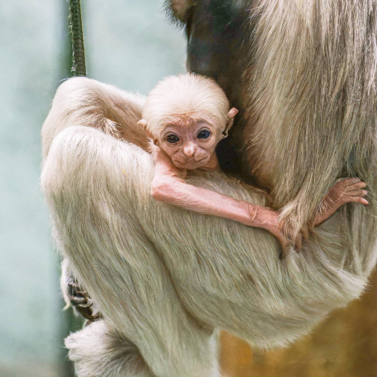 Our pileated gibbons have had a baby!! 😍

This #InternationalGibbonDay we're filled with joy to announce the birth of an endangered pileated gibbon at the zoo

Read the story 👉 twycrosszoo.org/latest-news

#conservation #endangeredspecies #animals #primates