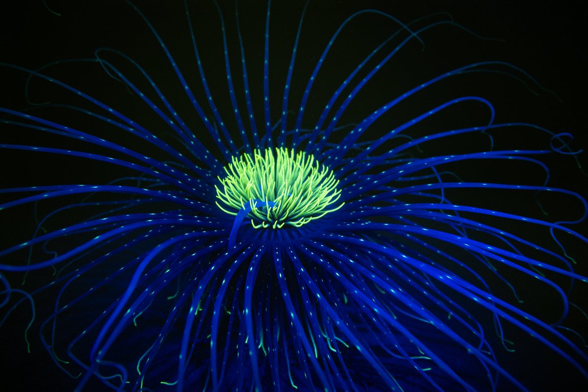 Fluorescing fireworks anemones from a very early, pre-sunrise dive in Loch Fyne on Sunday morning.

#underwater #scuba #underwaterphotography #biofluorescence #fireworks #lochfyne #scotland