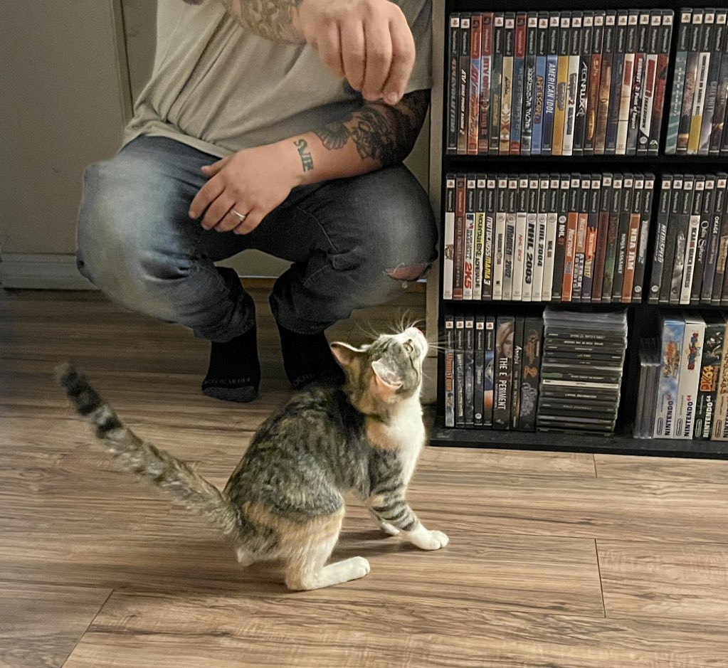 Always_Alyssax's tweet photo. I love her so much 🥰 finally convinced Chaison to let me have a cat https://t.co/dRa5cxBZ83