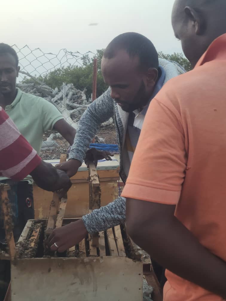 c_obock's tweet photo. Projet du développement d’apiculture se déroulent comme prévu sur les sites khor-angar et Godoria.
Bientôt, deux autres sites Allaîli-dada et Medeho seront aussi opérationnels.
C'est l'un des projets prioritaires financés par le #programmeAdil mis en œuvre par @EFaDjibouti . https://t.co/rZXP36GjPX