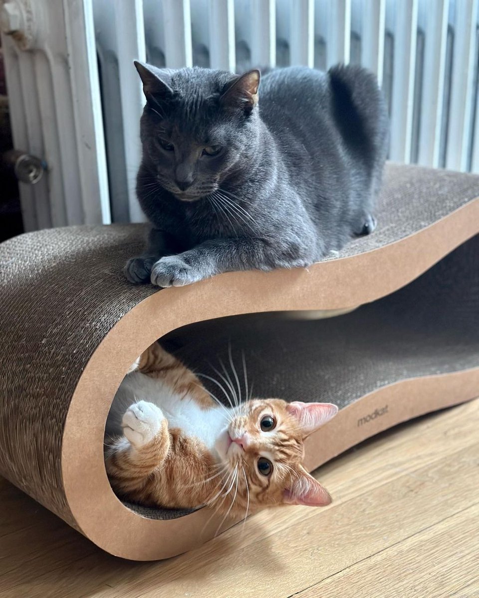 Modkat's tweet photo. Looking to save your furniture from those adorable but pesky claw marks? 🐾 

Our Scratcher Lounge is the answer you've been waiting for. Shop now at https://t.co/fmNdhdu4bo #Modkat

📸: @ryunyoshi https://t.co/WLU0Xz6CGw
