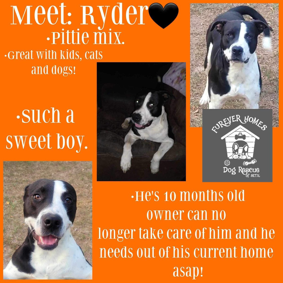 Ryder is available for adoption! 🐶