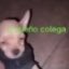 scrunkycat's tweet photo. perro con sueo https://t.co/TMxXeamPOw