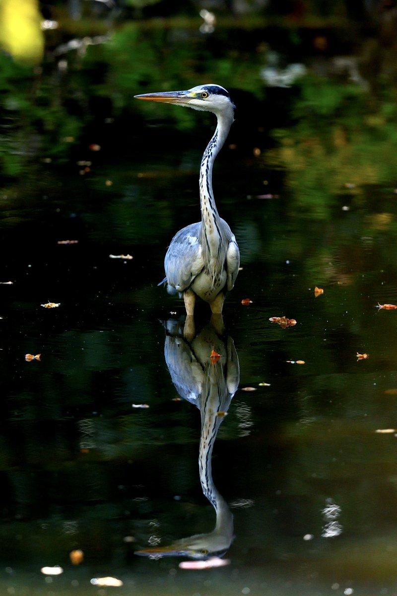 おはようございます。
#アオサギ
#青鷺
#蒼鷺
#Ardeacinerea
#Grey heron
#野鳥好きな人と繋がりたい
#野鳥好きの人と繋がりたい
#野鳥観察
#二人歩記