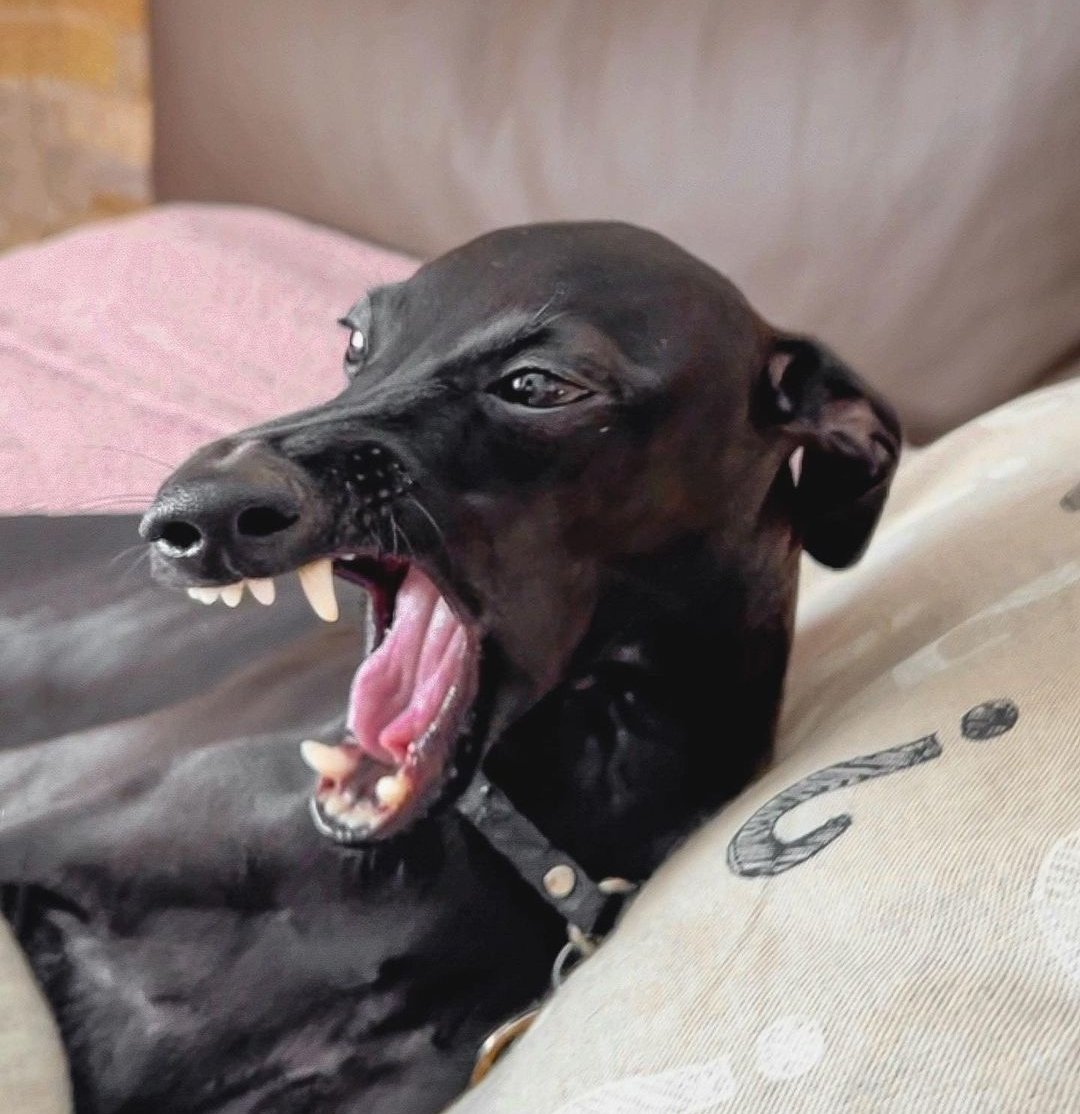 Me all day today (I only slept 3 hours)