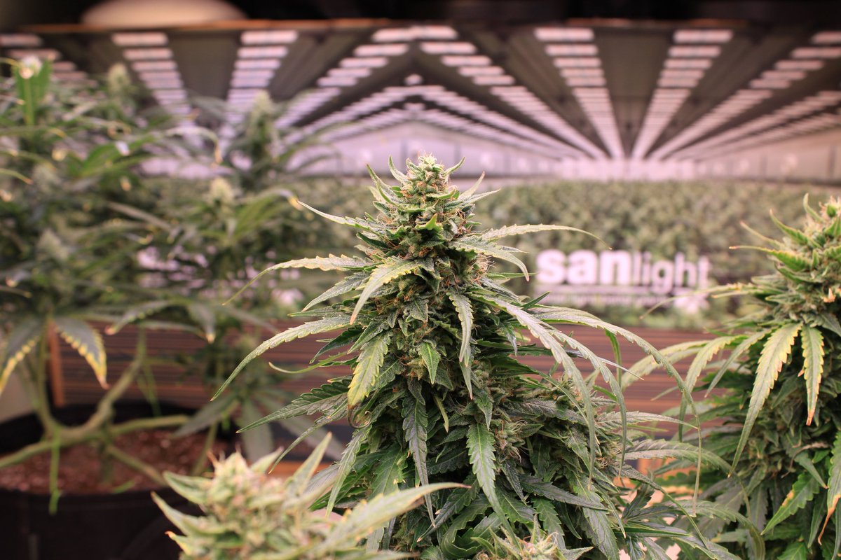 JohnnyBlazeGrow's tweet photo. Juicy Pussy Auto from @HypnoSeeds at day 72 growing nicely under the EVO 5-150 from @SANlightLED that I'm testing out and she's now been cut and put to dry!

#SANlight #SANlightLED #SANgrown #SANlightEVO #SANlightEVOseries #plagron #growlegendary #hypnoseeds https://t.co/yjhhqThoGC
