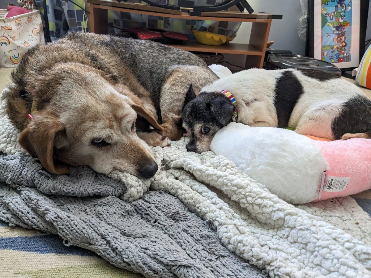 Kristin, Muggs, and the Feline Phalanx tweet media