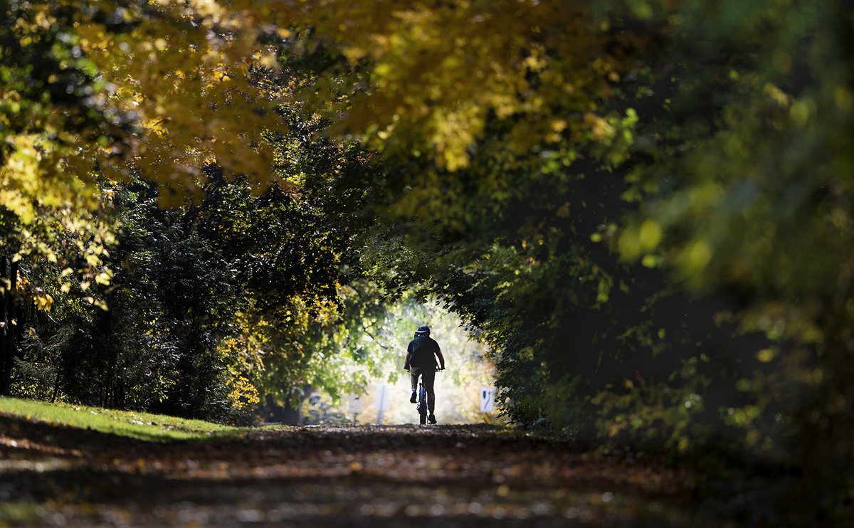 Trees turn the Royal Recreation Trail into a leafy tunnel in #Guelph.