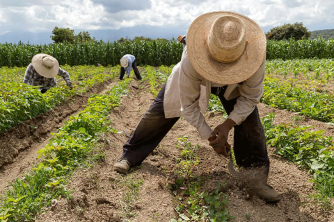 minutaagro's tweet photo. #EsNoticia | Productores agrícolas alertan caída desproporcionada de sus ingresos - Minuta Agropecuaria https://t.co/AI48f0JQcW #24Octubre https://t.co/p5nJigmpD7