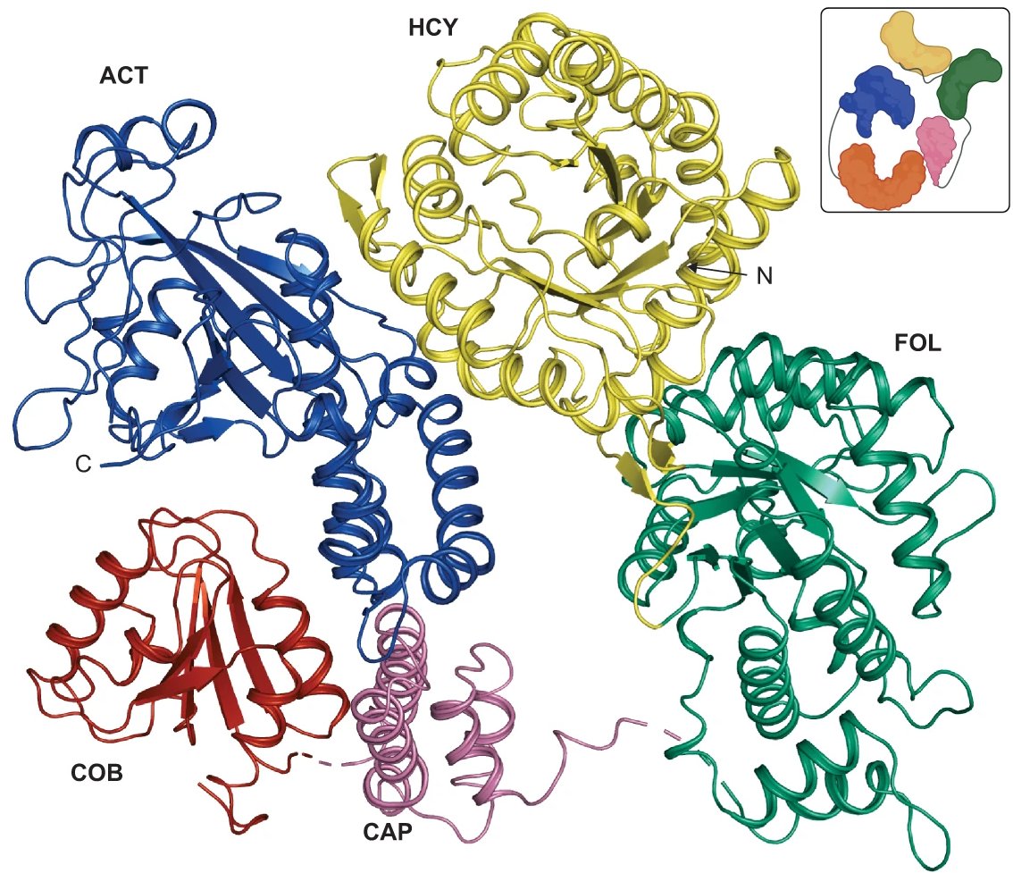 Koutmos Lab (@koutmoslab) on Twitter photo A lot of hard work is coming to fruition recently!
Here's our recent <a href="/NatureComms/">Nature Communications</a> article on Methionine Synthase (MS) using a thermophilic model to understand how it orchestrates large multi-domain rearrangements.
nature.com/articles/s4146β¦ A lot of hard work is coming to fruition recently!
Here's our recent <a href="/NatureComms/">Nature Communications</a> article on Methionine Synthase (MS) using a thermophilic model to understand how it orchestrates large multi-domain rearrangements.
nature.com/articles/s4146β¦