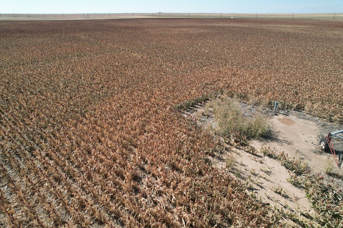TXAgREX's tweet photo. This #Inzen field of 85Z65 only had 1” of irrigation about 1 month ago. Clean field with a shot of #zest to control all the grasses! #1forAreason #PlantPioneer #Harvest23 https://t.co/FbFMJYtJgv