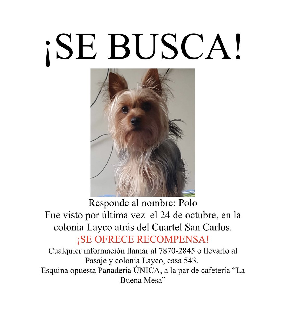 brndacontreras's tweet photo. ¡Por favor, ayúdennos a encontrar a Polo! 😢💔 https://t.co/NRe6cmIqkG