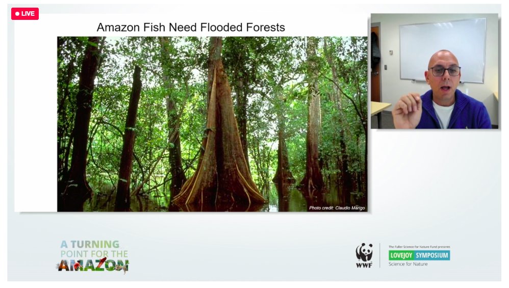 Leandro Castello of @virginia_tech explores #Amazon fisheries at a turning point, adaptation strategies, and challenges. #WWFLovejoy