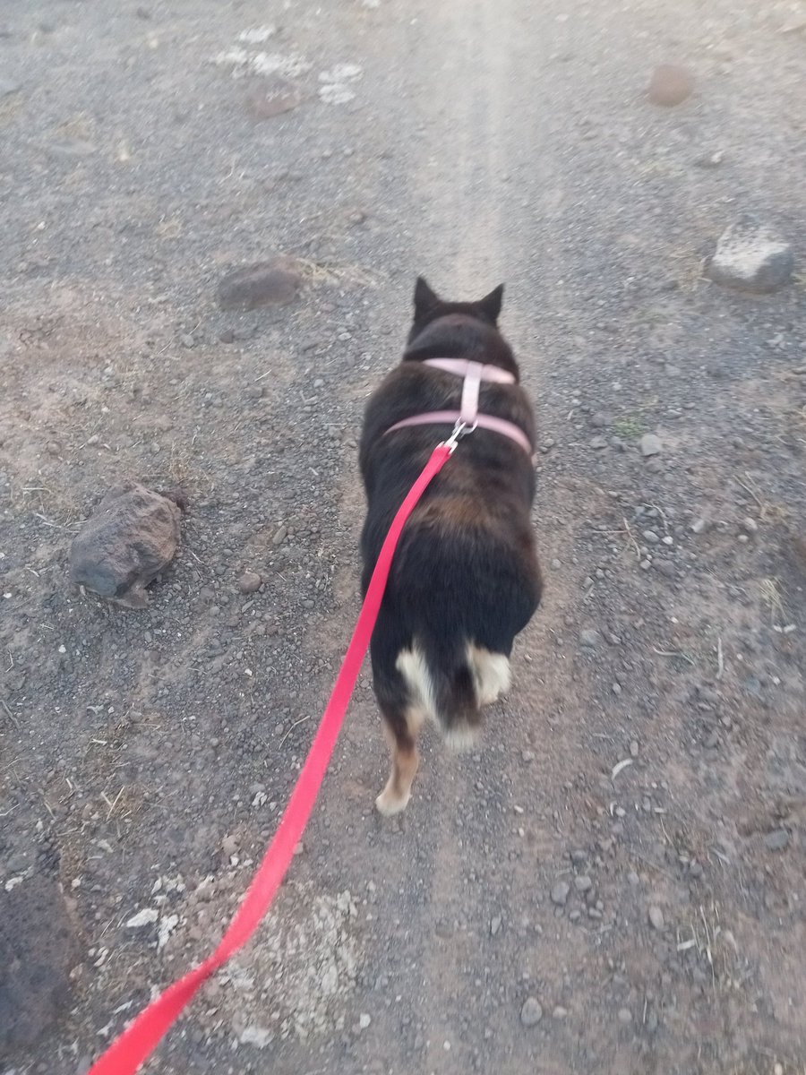 DogUniverseOL's tweet photo. #happydog #eveningdogwalk #dogdadlife #cutedog #doglife #hungrydog #famousdog https://t.co/7R3P3arJBv