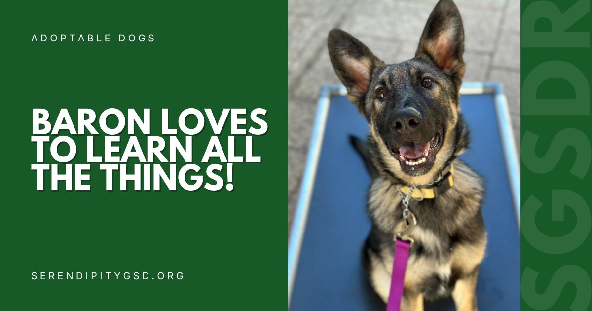 Our little buddy Baron just lights up when it’s time to learn new things and show off what he’s learned. Get to know this handsome young smarty-pants right here: 
👉ow.ly/nJme50Q0lPt
💚
#SGSDR #STLDogs #STLDogRescue #GSDRescue #GSDLove