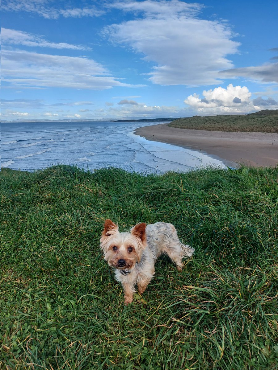 Guess who enjoyed his walk in Bundoran today?

Hint: his name is Milo.  😀