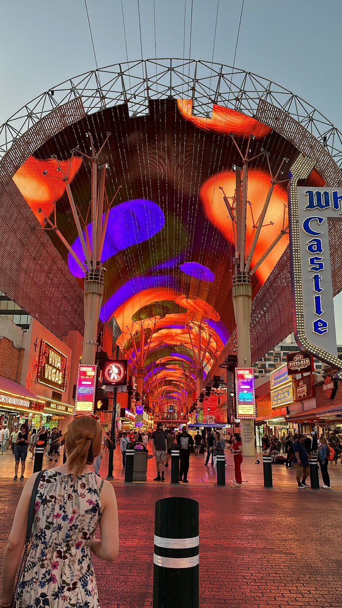 Cellibi 🐙 tweet media