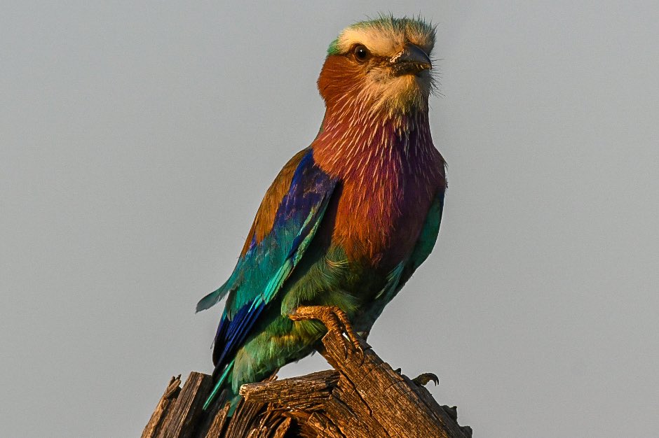 What a great splash of colour photographed in the late afternoon near Crocodile Bridge Gate in Kruger National Park, South Africa 🇿🇦 lilac-breasted roller