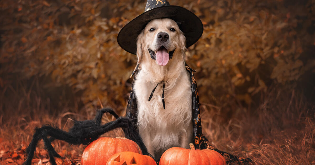 LatinxNowStyle's tweet photo. Los disfraces para mascota que harán #Halloween más divertido >> https://t.co/a99vNWpot4 https://t.co/66vCcjQHsG