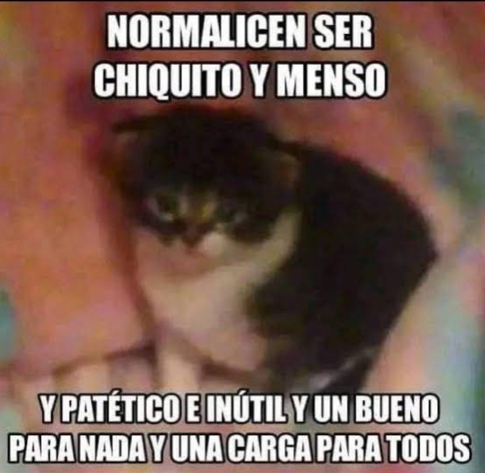 Gato meme - Imgflip