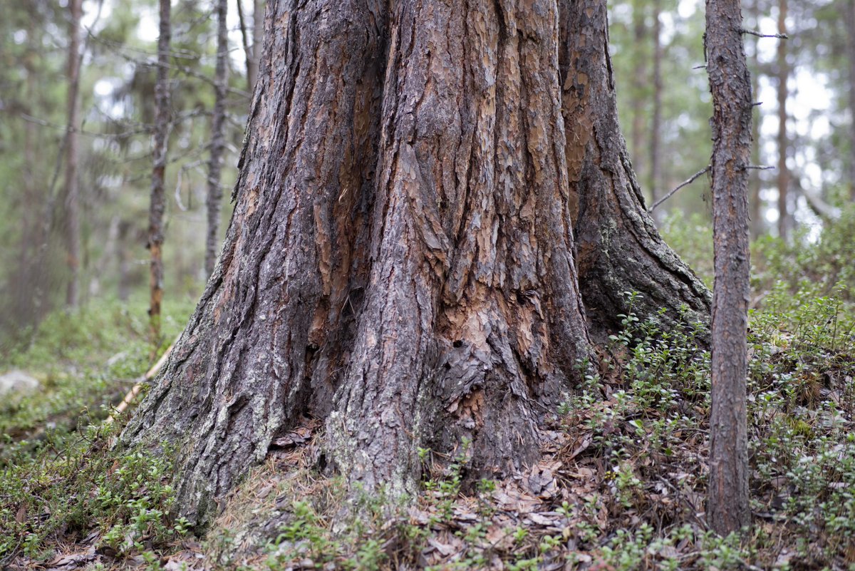 Osallistuin tänään Metso-työryhmän seurantakokoukseen, jonka perusteella näyttää siltä, että Suomi voi olla heittämässä 95 % suojelunarvoisista luonnonmetsistä romukoppaan saamelaisten kotiseutualueella.

Ovatko nämä Rávdujáávrahin lähistön ikimetsät suojelunarvoisiin?

1/13