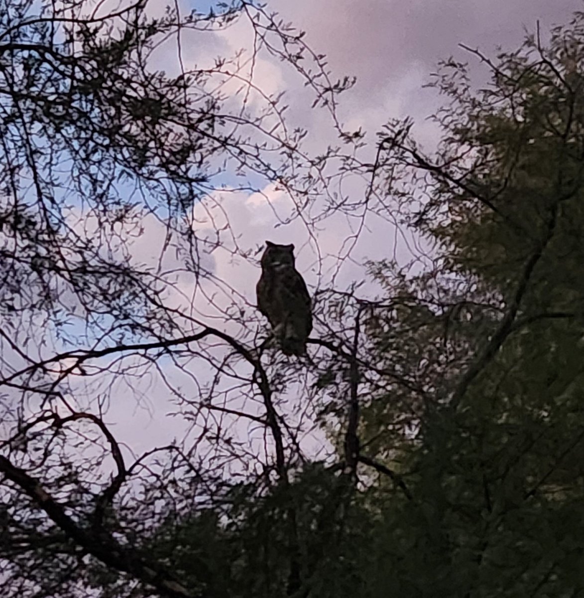 generatort's tweet photo. 昨夜、娘と一緒にラクロスの練習するために公園へ歩きました。河原に通って帰りながら、木に休むミミズクが見えました。時折聞こえますが、滅多に見えません。 https://t.co/H9v9Pbxghm