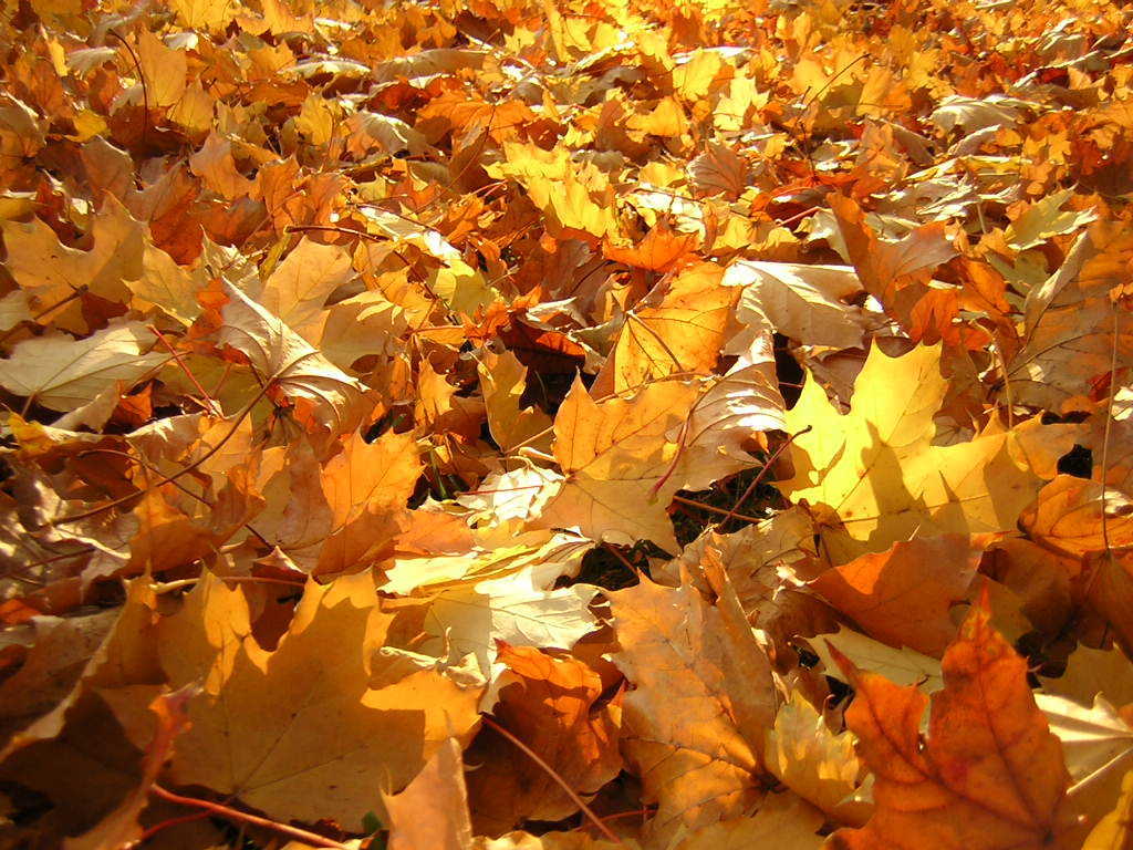 S_P_A_R_K__'s tweet photo. autumn leaves
#GodMadeIt
#photography #nature #NaturePhotography https://t.co/Ezu7UrNhzL