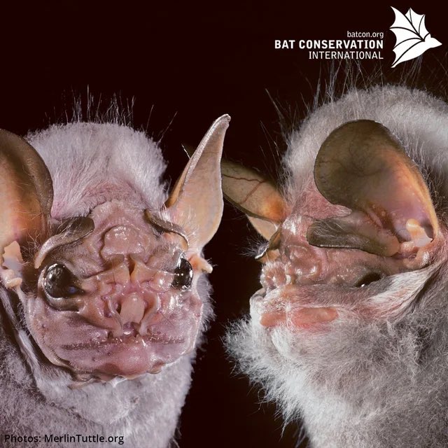HonkIfUrHoary's tweet photo. We’re starting #batweek2023 with a heavy hitter- Centurio senex, aka the wrinkle-faced bat! This unforgettable face isn’t the only remarkable thing about this species. 🧵 https://t.co/8xKD2MM2Ai