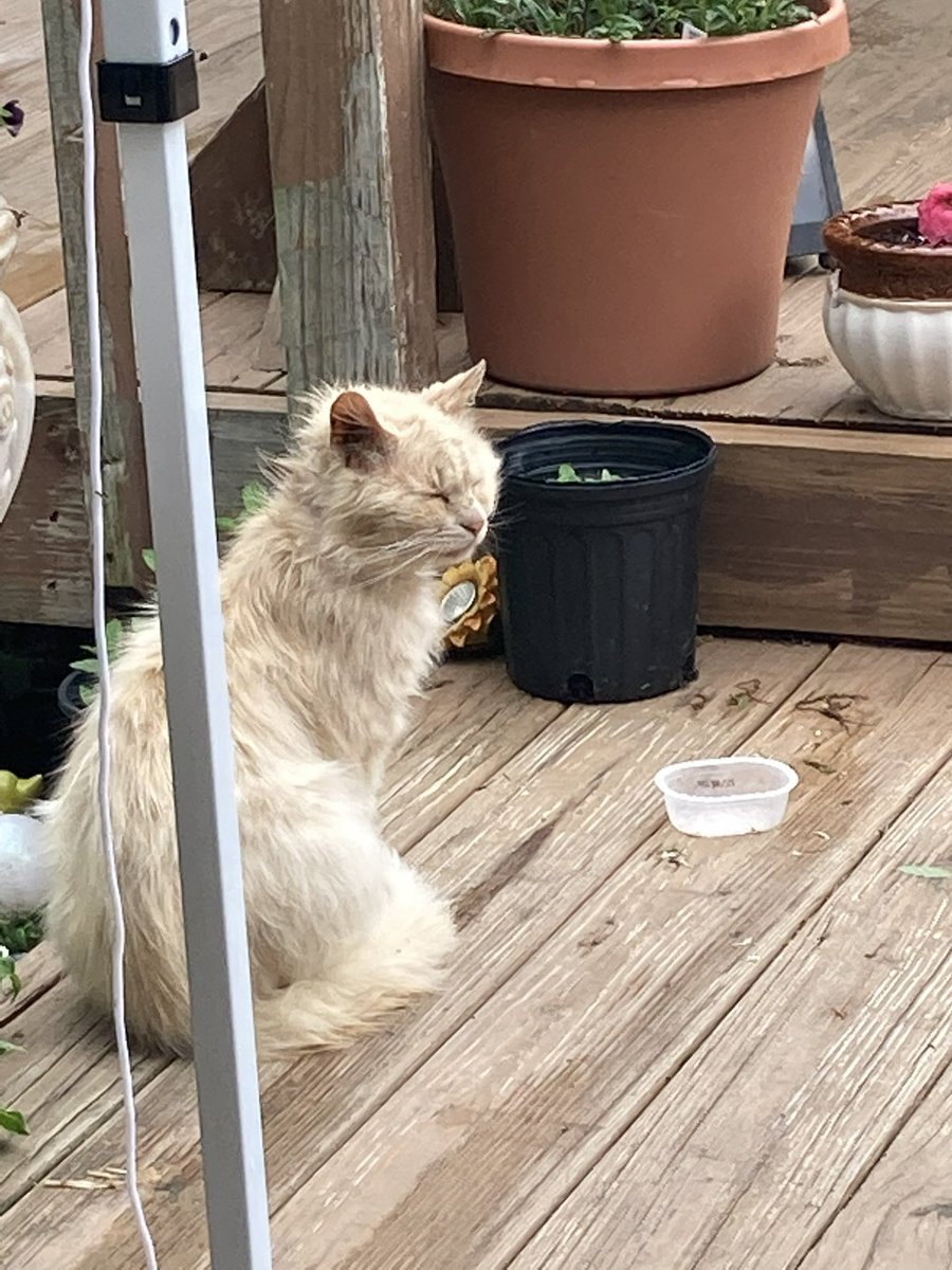 IamButterflySue's tweet photo. We adopted Charlie three summers ago. He had been attacked by a coyote and had open wounds. He was very feral. We caught him and nursed him back to health. He’s now an amazing house cat and we just adore him. we call him #CharmingCharlie https://t.co/ofJz6P6zJ5