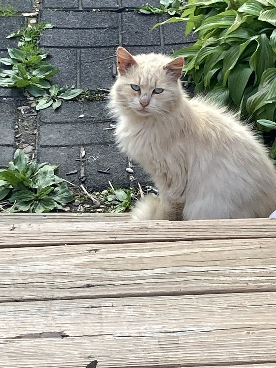 IamButterflySue's tweet photo. We adopted Charlie three summers ago. He had been attacked by a coyote and had open wounds. He was very feral. We caught him and nursed him back to health. He’s now an amazing house cat and we just adore him. we call him #CharmingCharlie https://t.co/ofJz6P6zJ5