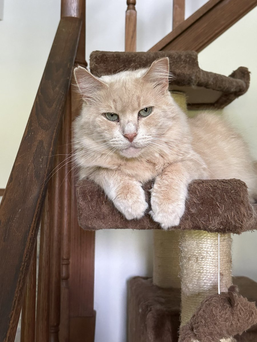 IamButterflySue's tweet photo. We adopted Charlie three summers ago. He had been attacked by a coyote and had open wounds. He was very feral. We caught him and nursed him back to health. He’s now an amazing house cat and we just adore him. we call him #CharmingCharlie https://t.co/ofJz6P6zJ5