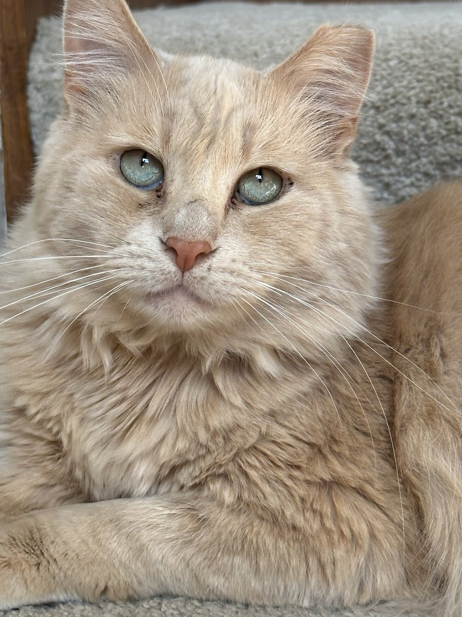 IamButterflySue's tweet photo. We adopted Charlie three summers ago. He had been attacked by a coyote and had open wounds. He was very feral. We caught him and nursed him back to health. He’s now an amazing house cat and we just adore him. we call him #CharmingCharlie https://t.co/ofJz6P6zJ5
