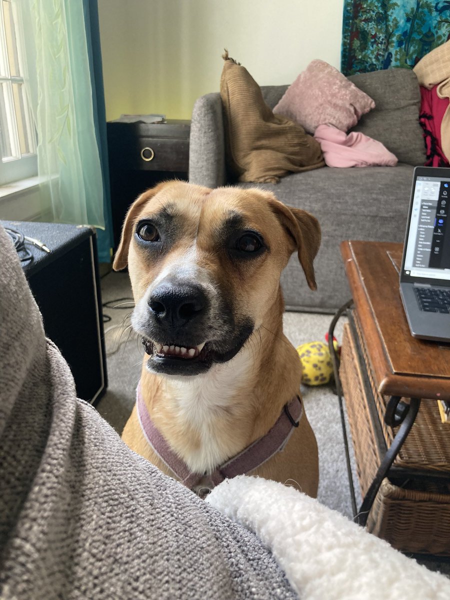 LytleLyrics's tweet photo. @woodenideas @grandaddylive @Grandaddy @jasonlytle Looks kinda like the dog I’m fostering 🤔 https://t.co/OOXIFcEgSl