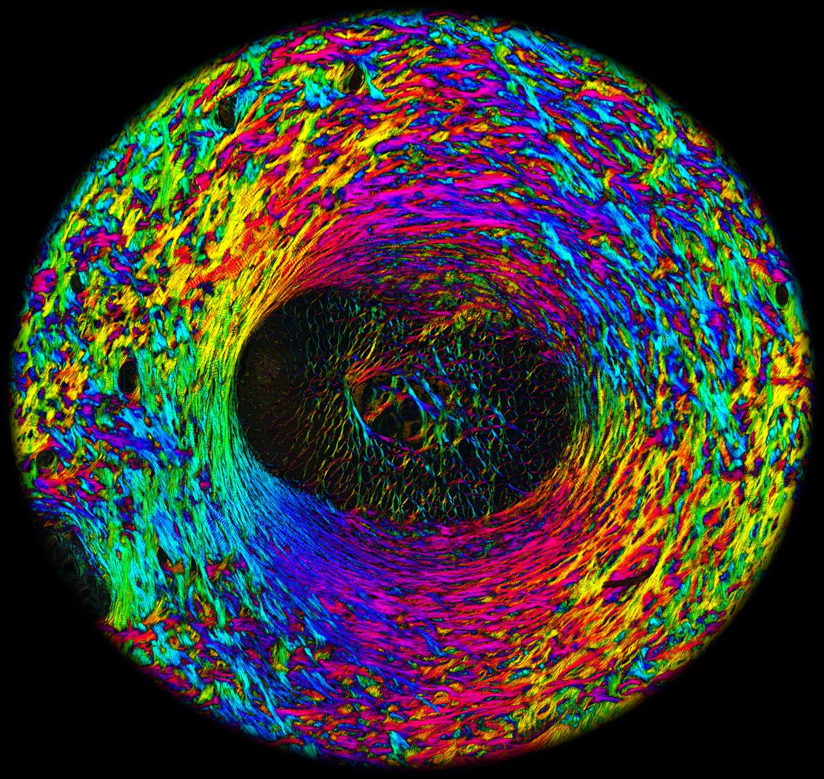 leeben722's tweet image. Like or Retweet to vote for my art in the ARVO Scientific Image Contest! @ARVOinfo 

Instant polarized light microscopy pi (IPOLπ) image of pig optic nerve head. IPOLπ presents collagen fiber architecture in a color snapshot without labels, stains, and image reconstruction.