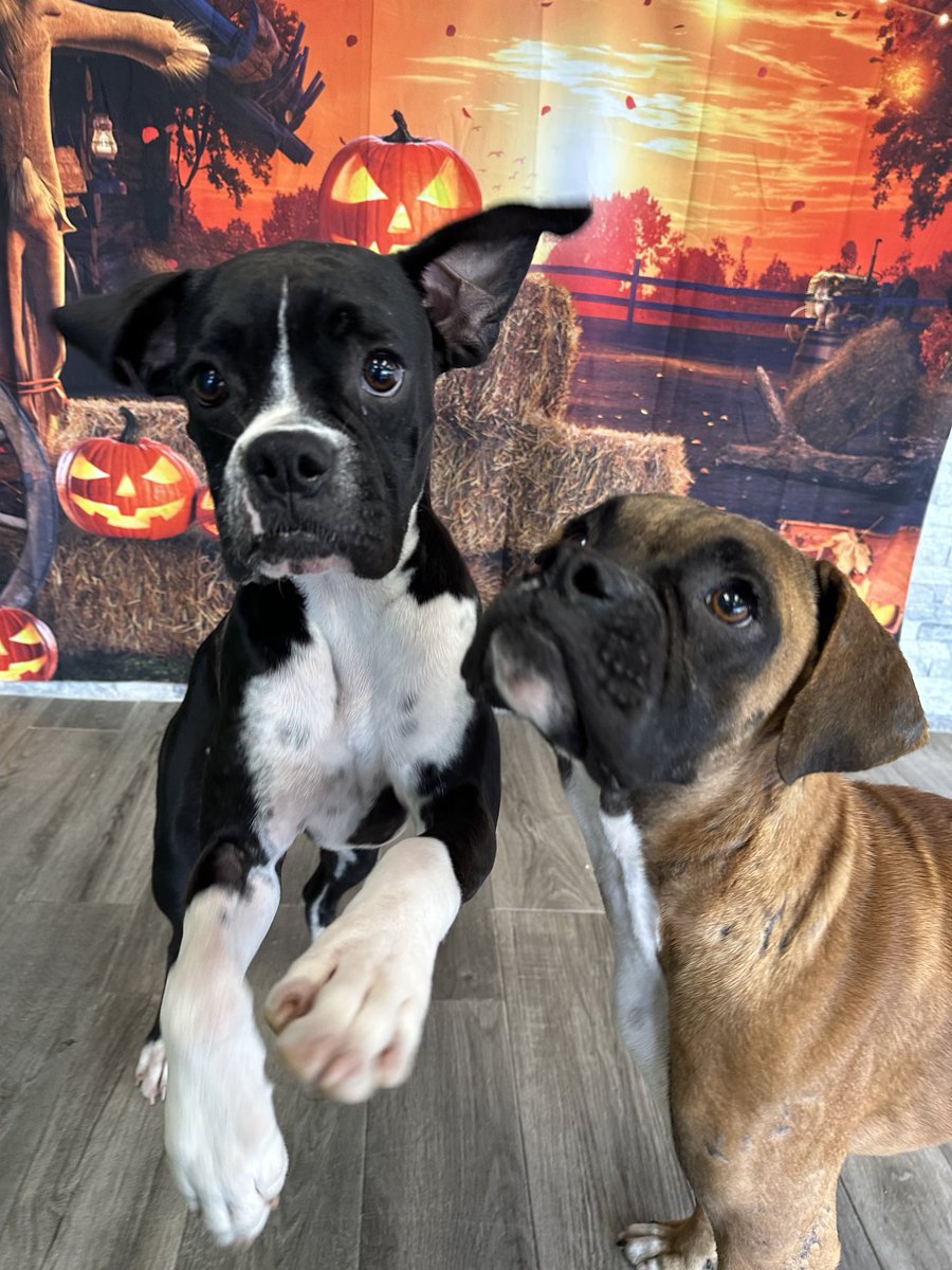 Kelsey and Kaden are in boarding on Long Island . While it’s not the best it saved their lives. This dynamic duo is looking for a foster home. Can you help? #adoptables #adoptdontshop #boxerdogs #happydogs #rescuedogs #shelterdogs #boxerlife #boxerrescue #fosterssavelives #dogs