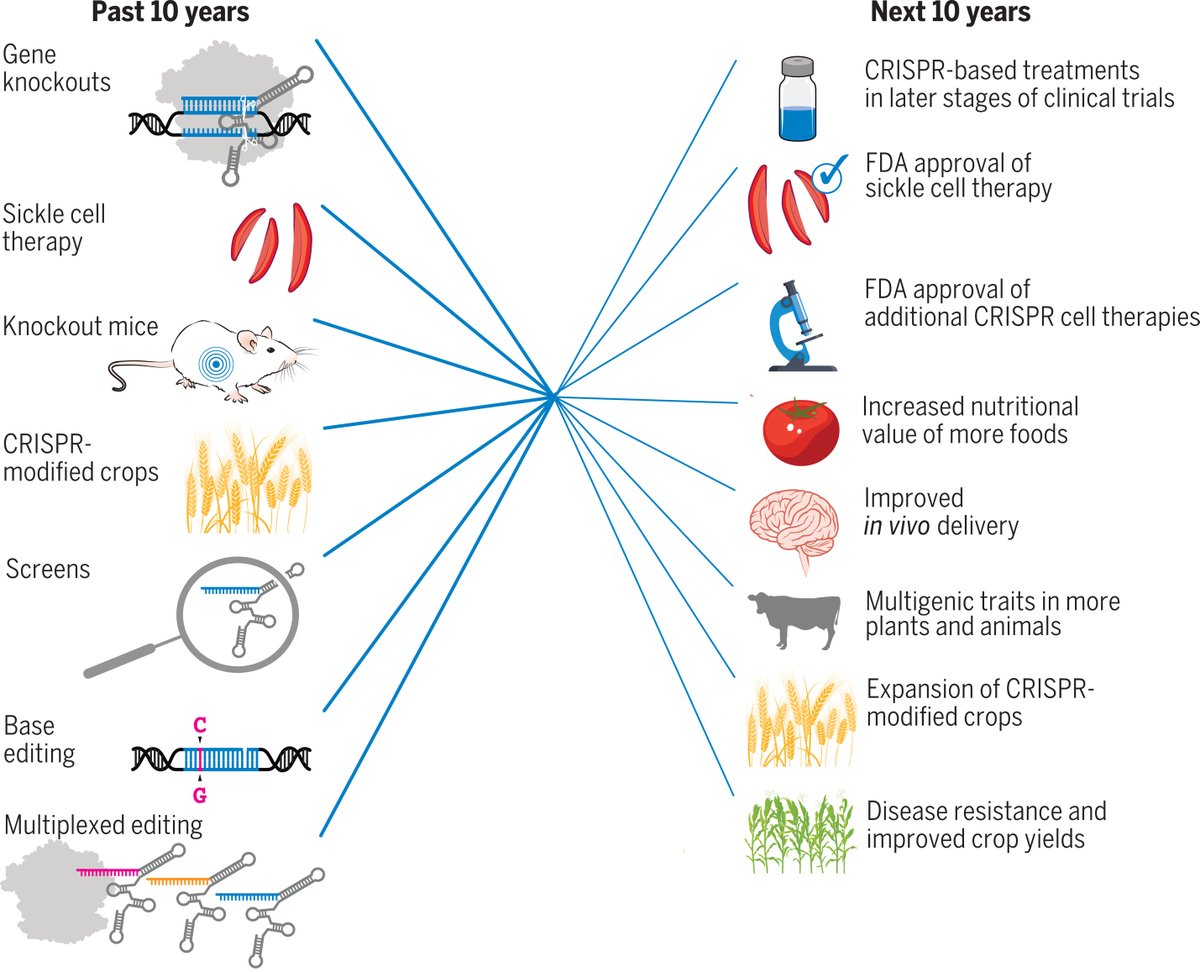 Over the last 10 years, the #CRISPR toolbox and its applications have profoundly changed biological research, enabling advances through applications in plants, animals, and humans.

A #ScienceReview highlights a decade of the technology: scim.ag/4zf