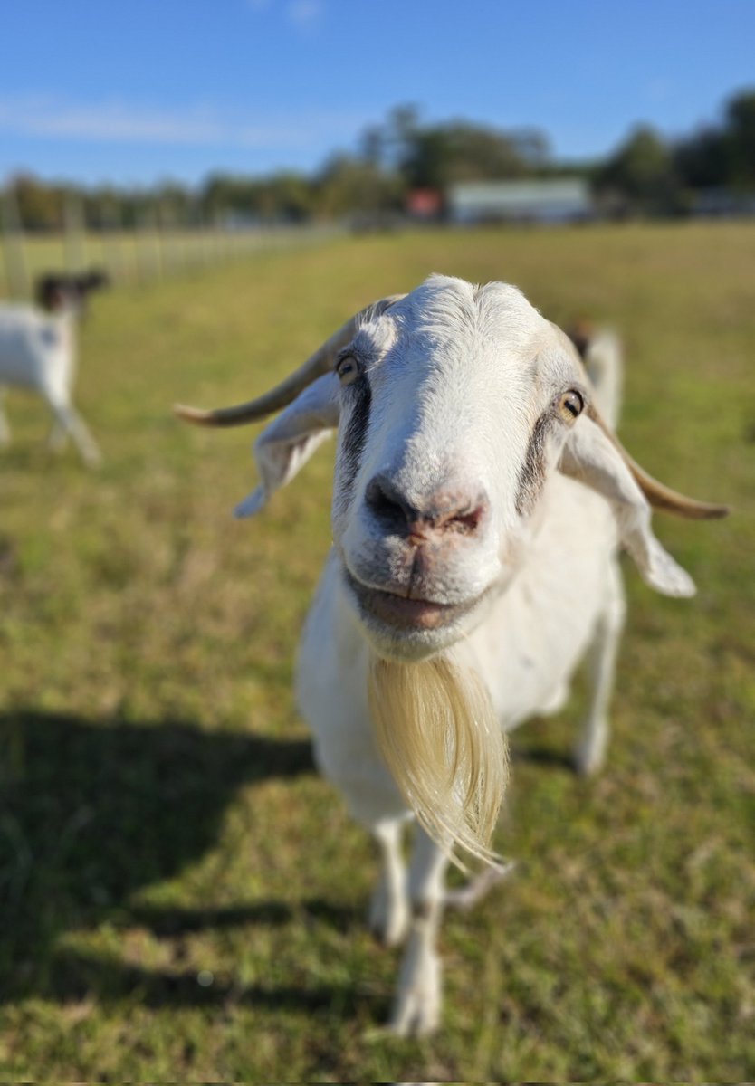 Flip Side Sanctuary tweet media