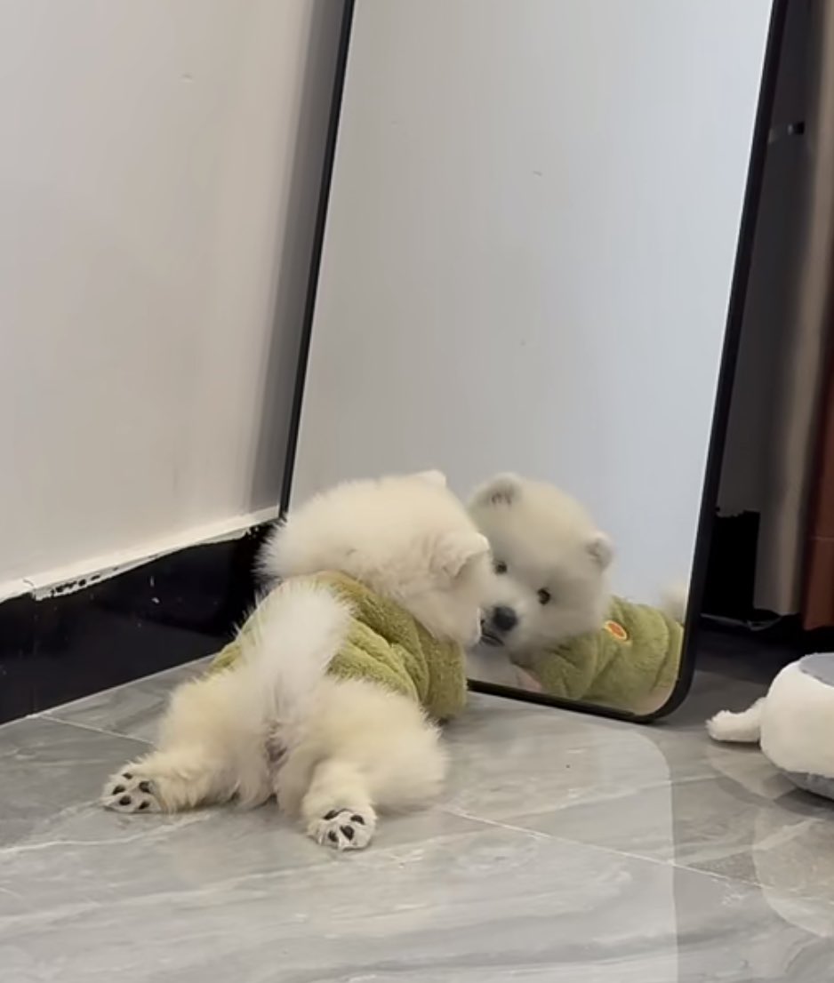 เรานี่มัน .. น่ารักสะเหลือเกินนะ ใครที่เรียกว่าสำลีก้ตาไม่ถึมสินะ ออกจามีปุยนุ่มปุกปุยน่ากอดขนาดนี้ แม่ก้เลยหลงรักเรายังไงล่า