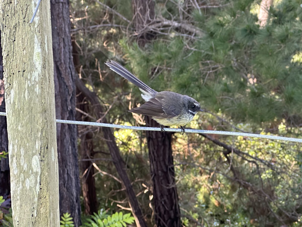 LanceLones's tweet photo. Todays fence check companion #newzealand rocks https://t.co/ltDMcMWWzJ