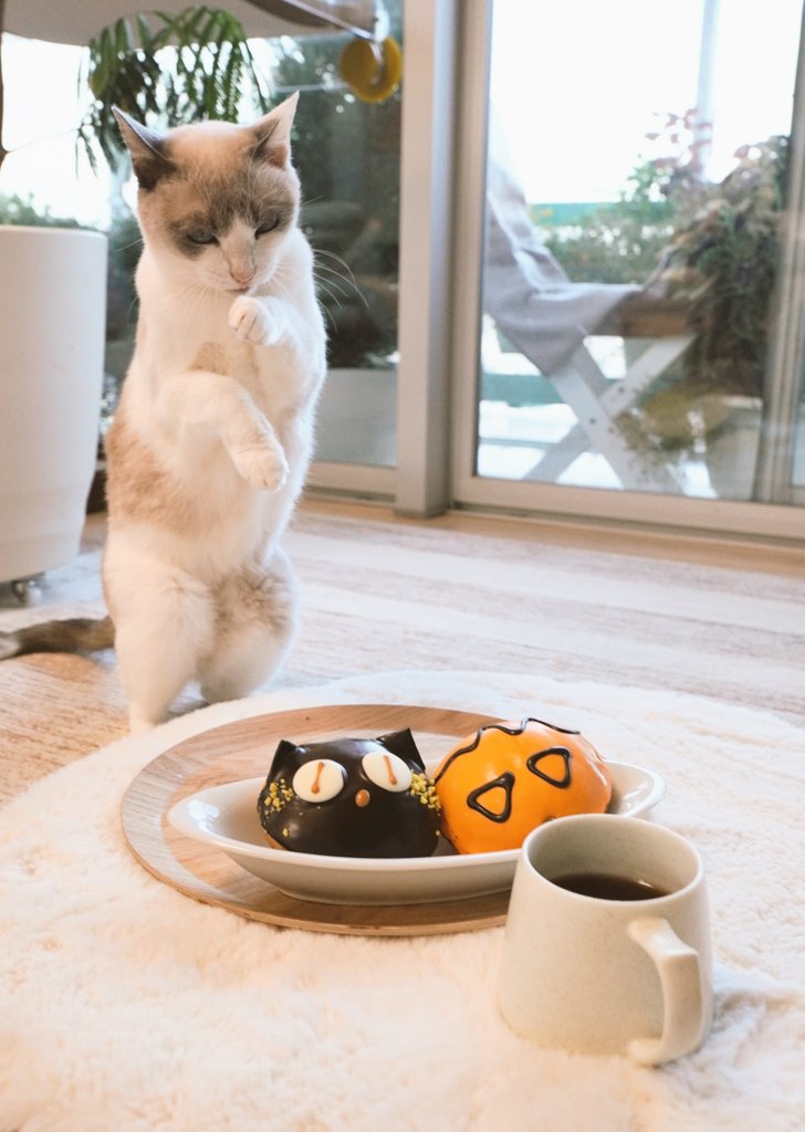 wakaponsan's tweet photo. そんなに警戒しなくても…
#猫のいる暮らし https://t.co/SwffjhcS8N