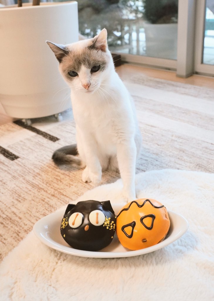 そんなに警戒しなくても…
#猫のいる暮らし