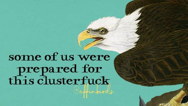 Effin' Birds tweet media