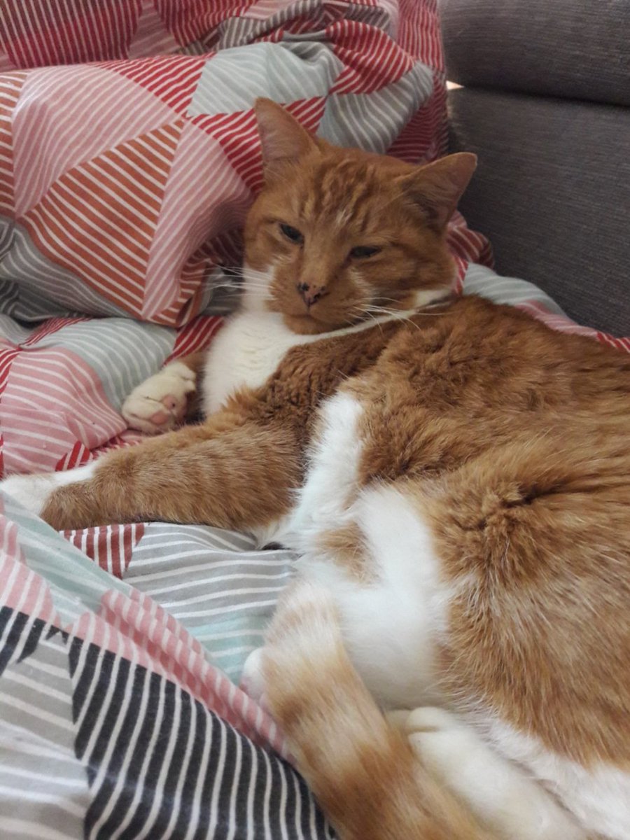 Au revoir mes chamis du twitwi. J'étais trop fatigué pour continuer à m'occuper de mon pôtibébé et je suis parti à la grande sieste. 
😿⭐🌈
Mes humains ont le cœur en miettes ce soir. 
Au revoir <a href="/fluffy_potichat/">Fluffy la moellifondante 🐯 🩲☃️✨🧼🧡</a> ma chamoureuse, et tous mes popains avec qui on a tant rigodrôlé.❤