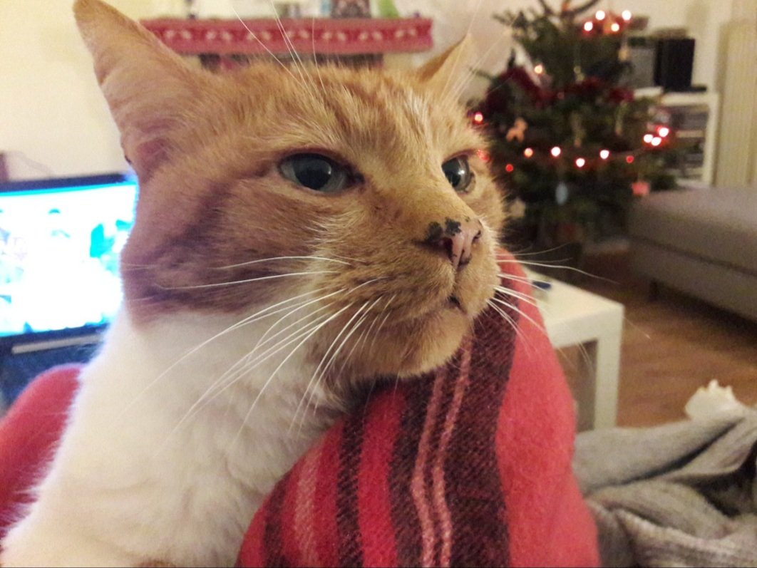 👑🐯🤍☃️🍋🧼🧡 Wallace le Gros aka Jean-Jacques tweet media